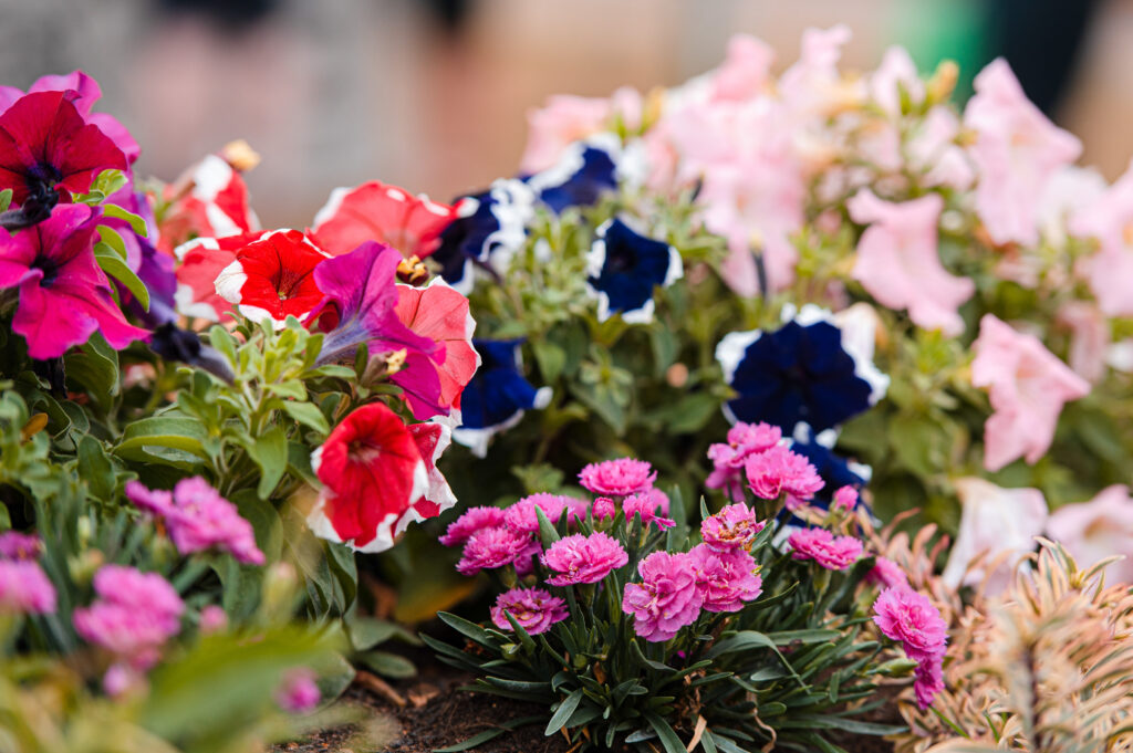 Flowers in planter box