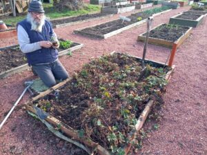 Man gardening at the Westraven community garden